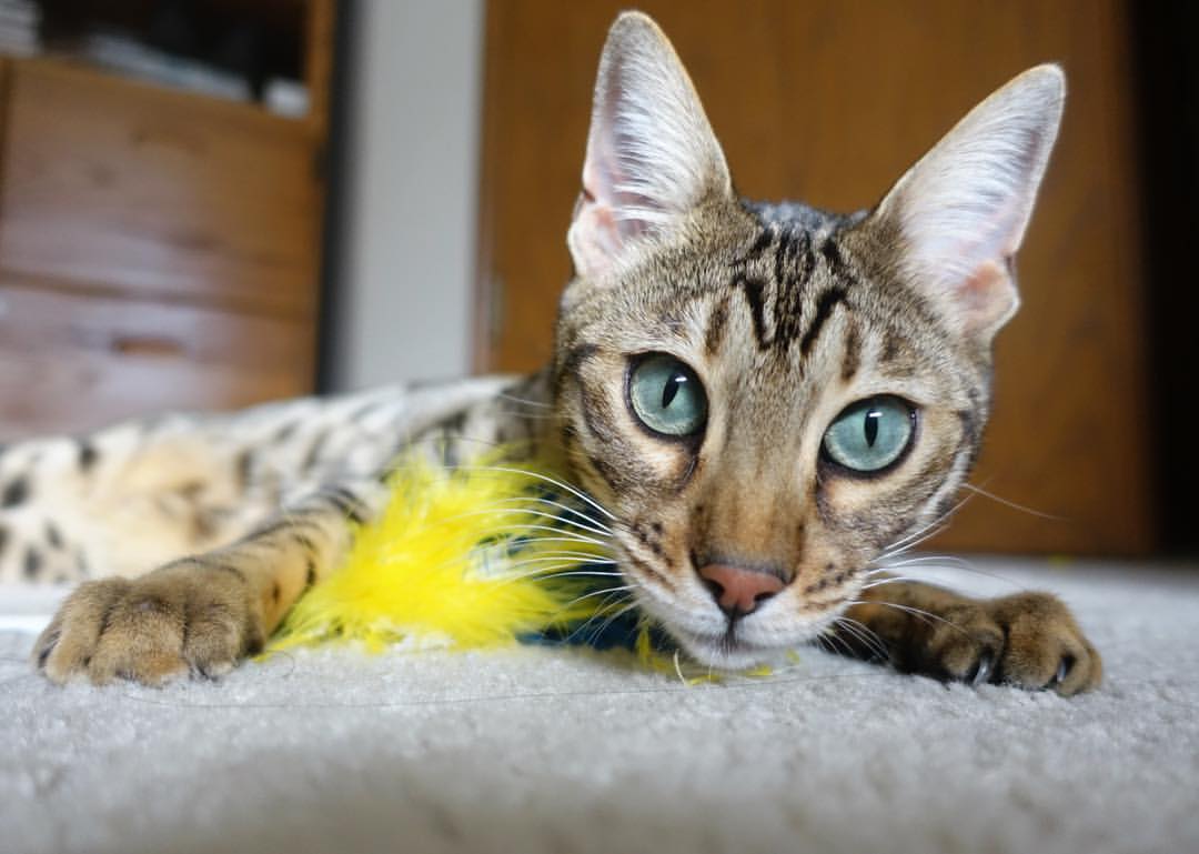 冰封墨尔本，鲁德在澳网撕裂德约温网王权，一项百年仅见的翻盘纪录