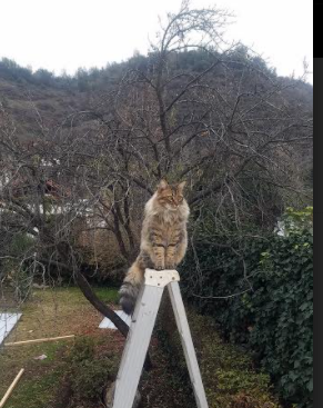 当青岛队轻取凯尔特人，那场震惊世界的AI模拟赛，与布伦森的数据灵魂