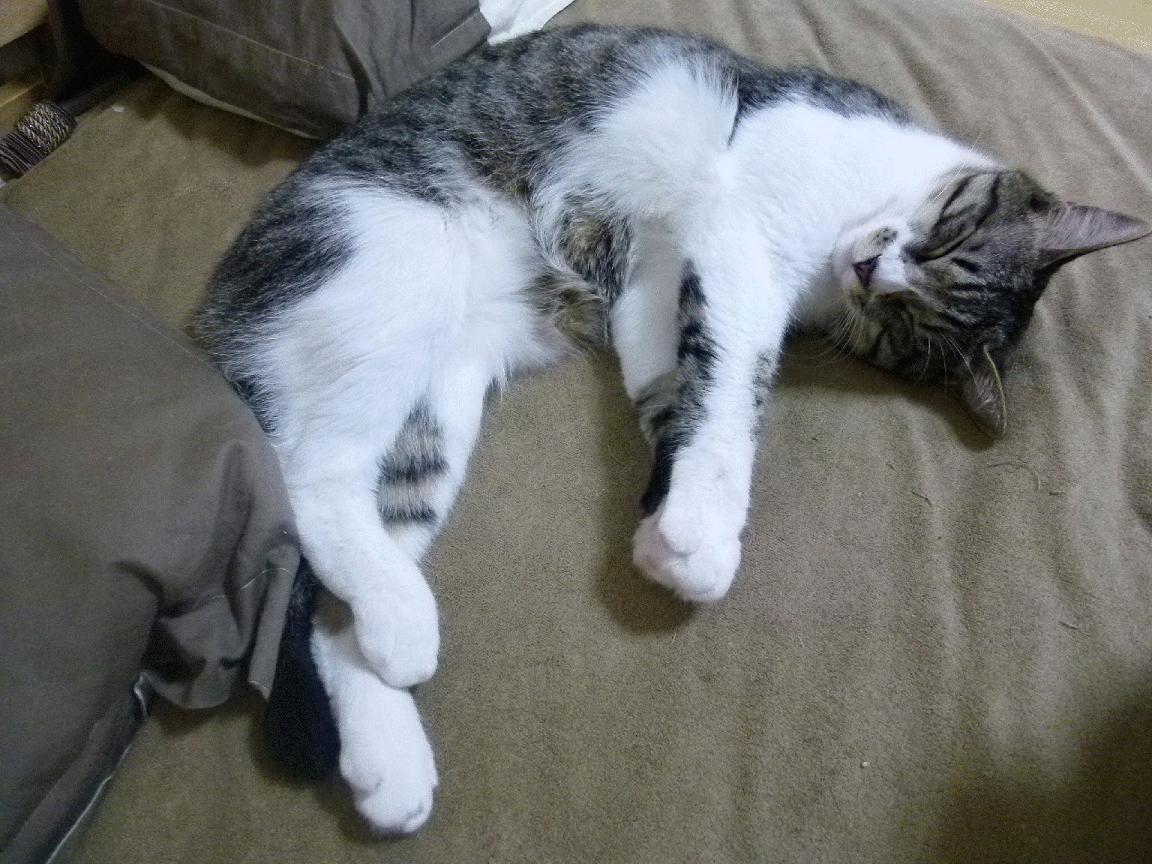 叹息之墙与蓝黑利刃，库尔图瓦爆发助国际米兰终结德国不败神话