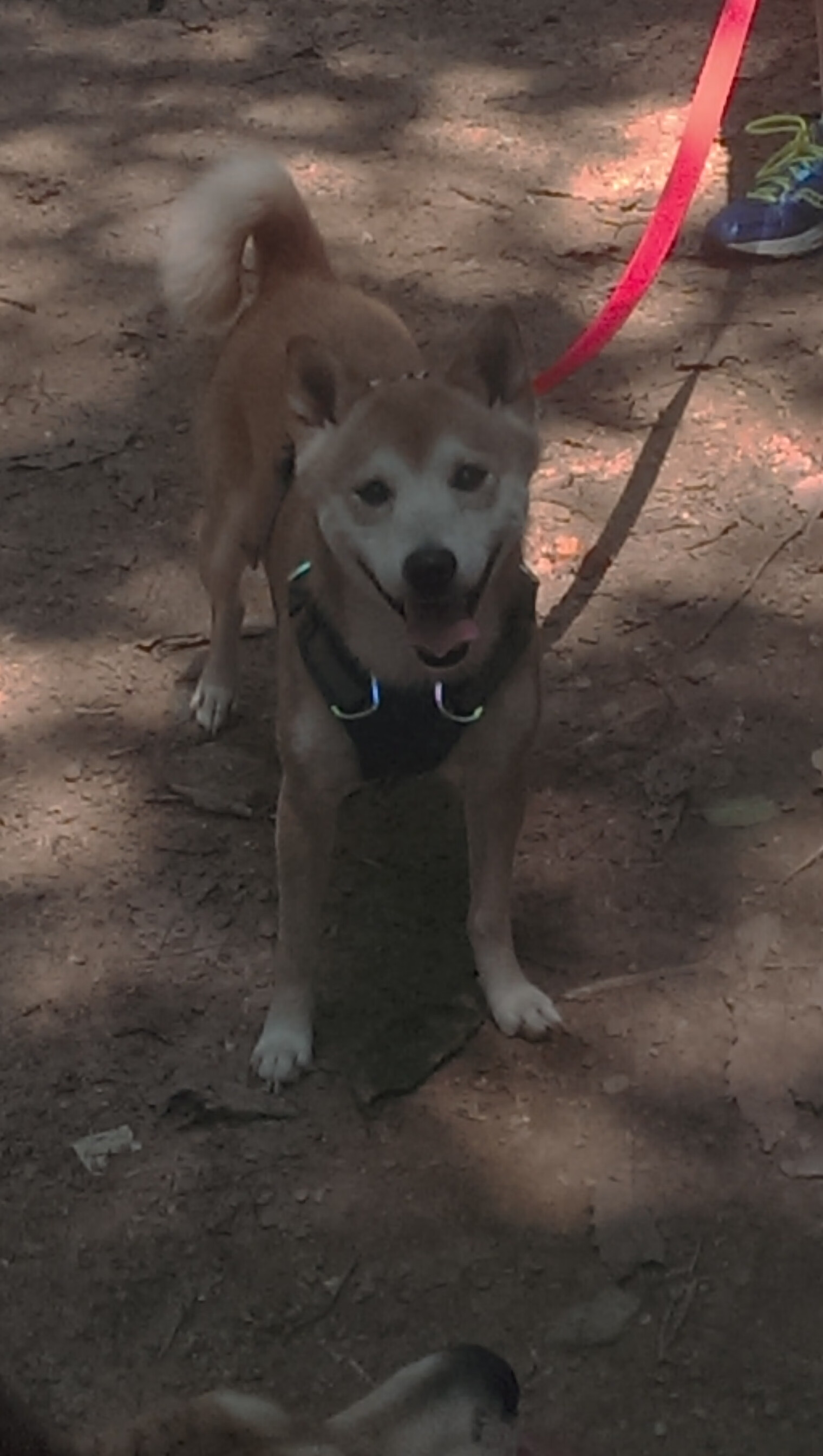 欧文式暴君,当个人英雄主义成为唯一秩序,广厦新王如何重塑CBA权力版图?