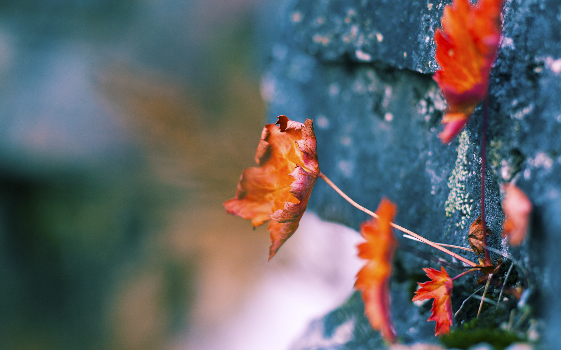 幽灵主场，当黄蜂的毒刺刺穿火箭的升空梦—记一场颠覆认知的总决赛完胜