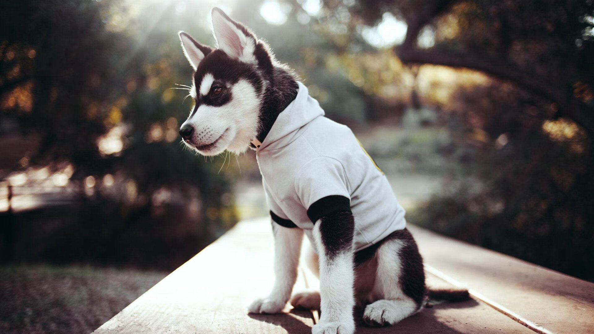 团队胜利与个人传奇，火箭力克强敌背后的杜兰特时刻