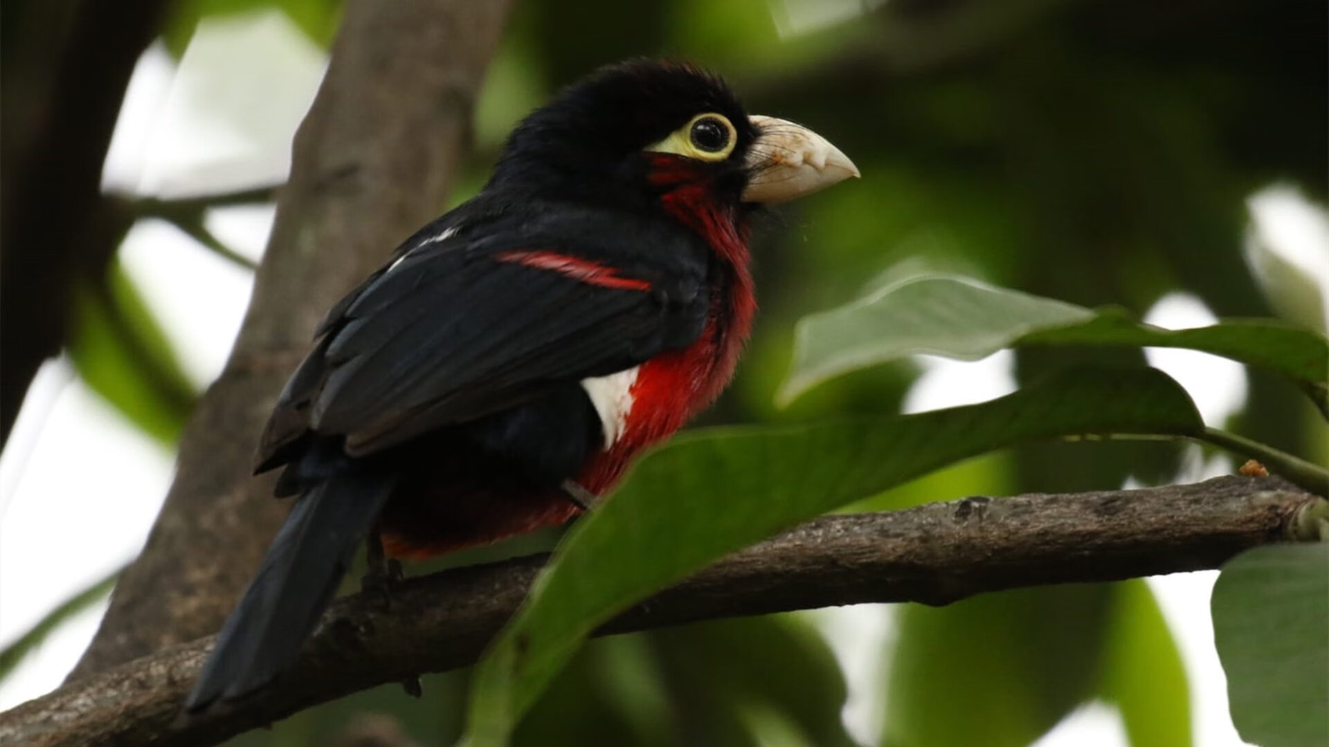 世界的裂痕，当比利时伞兵与伊朗特种部队在卢旺达打响抢七