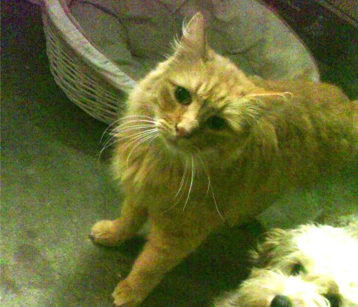 蓝白色的叹息与钢铁的意志，金玟哉如何用存在感为多特蒙德熔铸加时奇迹