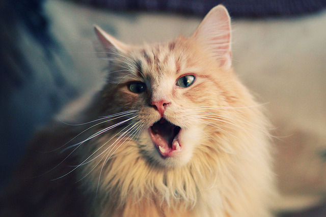 冰山与海啸，戈贝尔的沉默统治与魔术的华丽屠戮