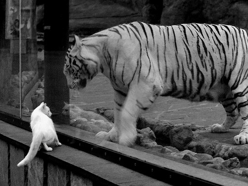 德甲争冠夜惊现无解之王，基耶萨独舞，对手防线彻底崩溃