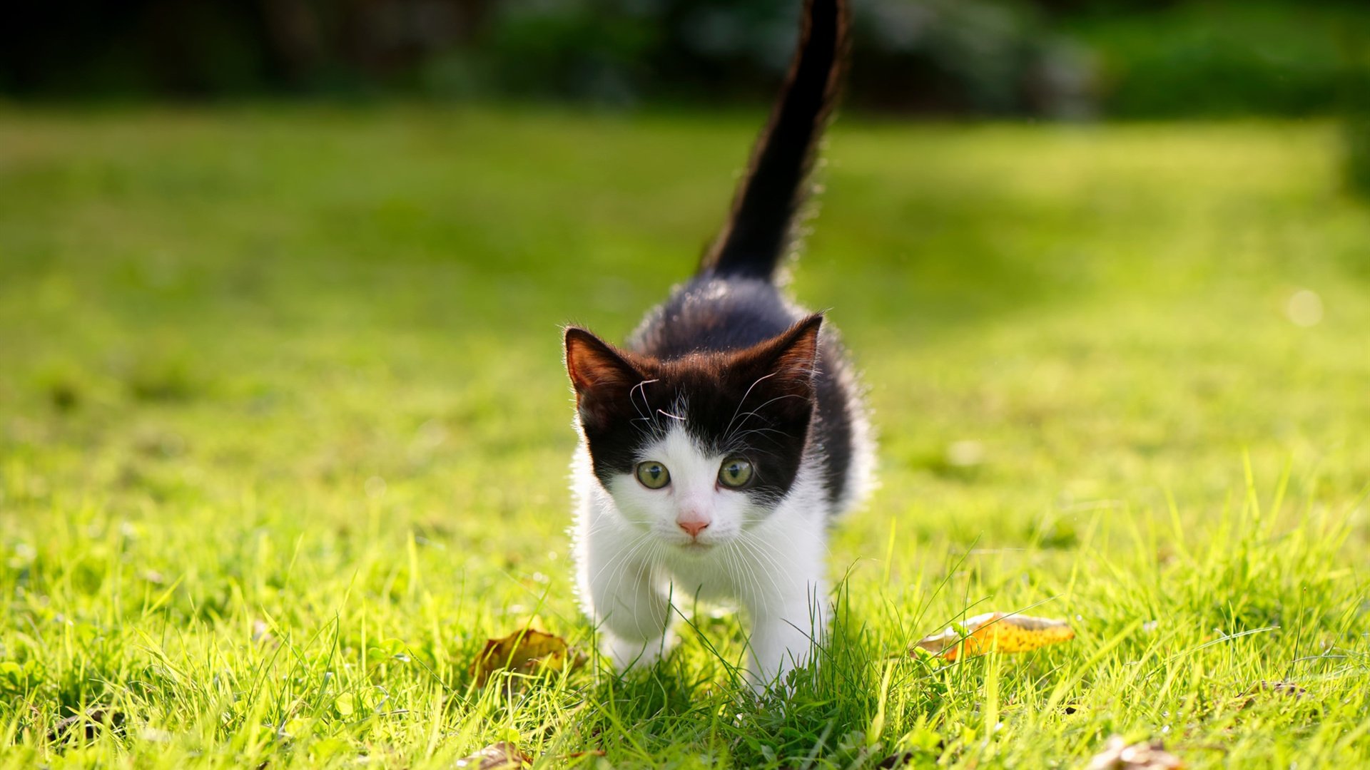 赛道如战场，阿什拉夫统帅之夜，一场决定冠军的闪电突击