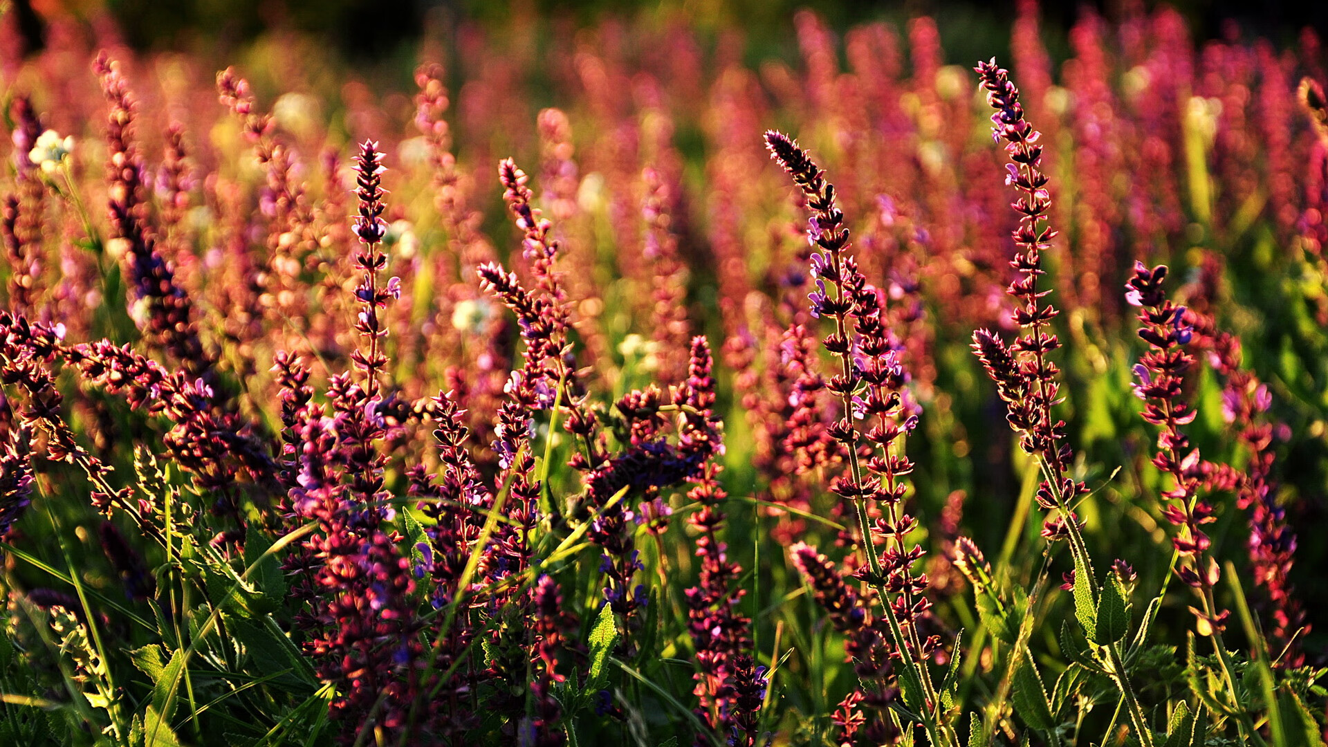 一球定江山,一节定乾坤,哈登的封神夜与深圳队的冠军第三节