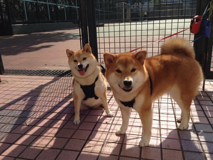 爱游戏官网-沙漠逆袭，卡拉斯科一射两传导演多特蒙德沙特翻盘好戏