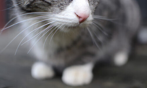 火热小贾伦点燃球馆，群狼斗雄鹿预定年度血战