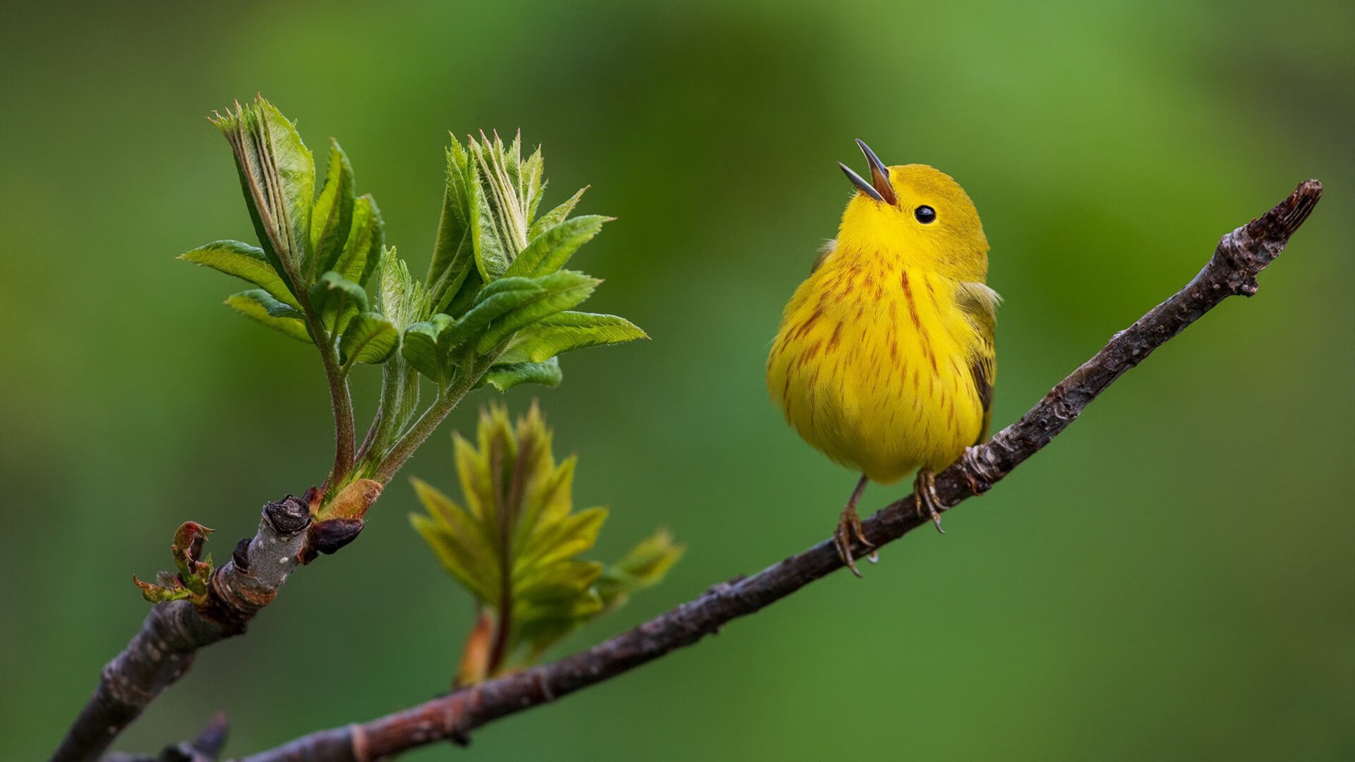 萨内一剑封喉,蓝月刺破蓝桥—曼城用最残酷方式终结争冠悬念