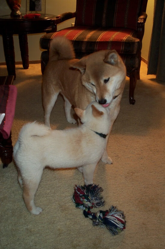 爱游戏官方入口-单节风暴定乾坤！加维灼热手感点燃巴西，芬兰防线崩于瞬息