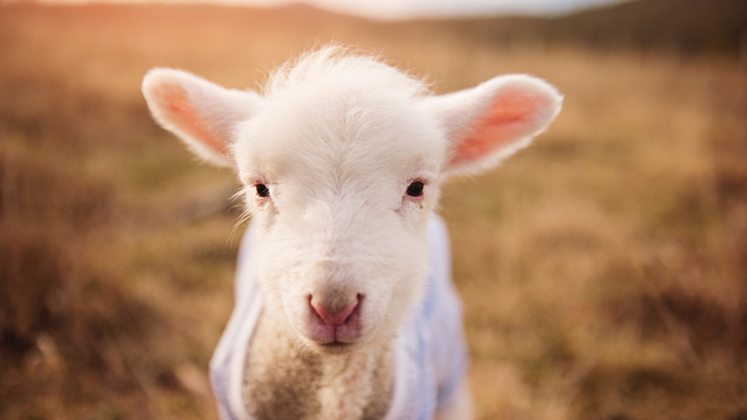 王座之路，罗德里戈在焦点战中证明自己，皇马3-1逆转厄瓜多尔球队