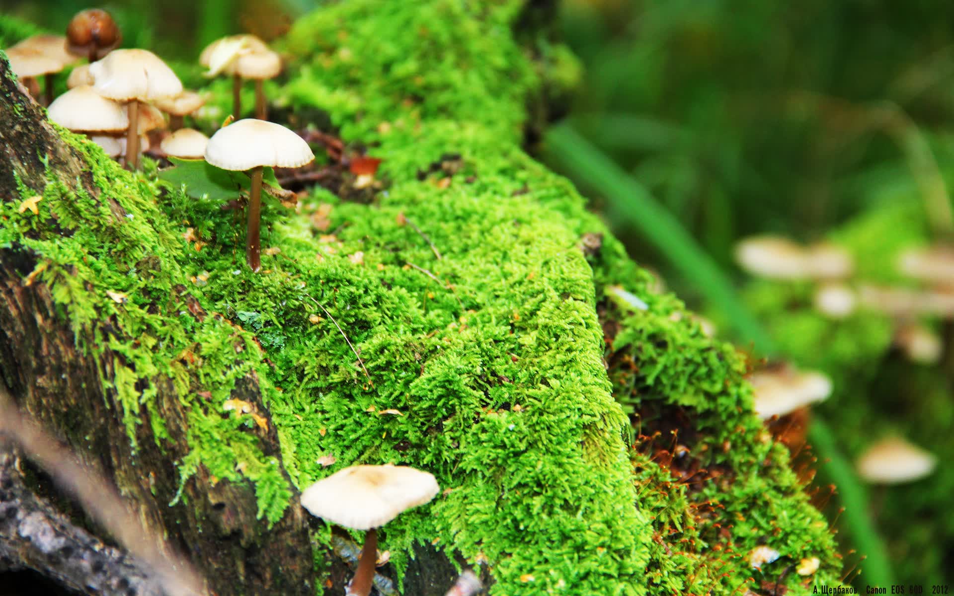 南美风暴席卷多哈,巴西铁壁防守碾压波斯铁骑,苏亚雷斯王者归来闪耀2026世界杯H组巅峰对决