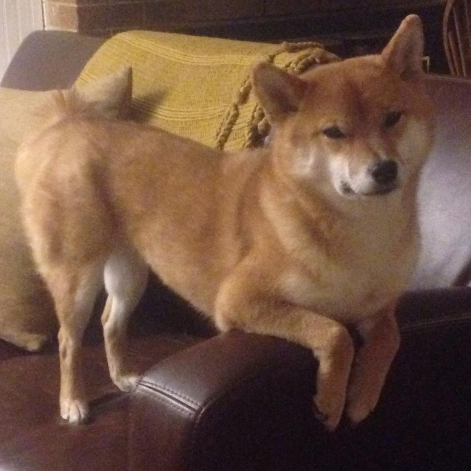 备选